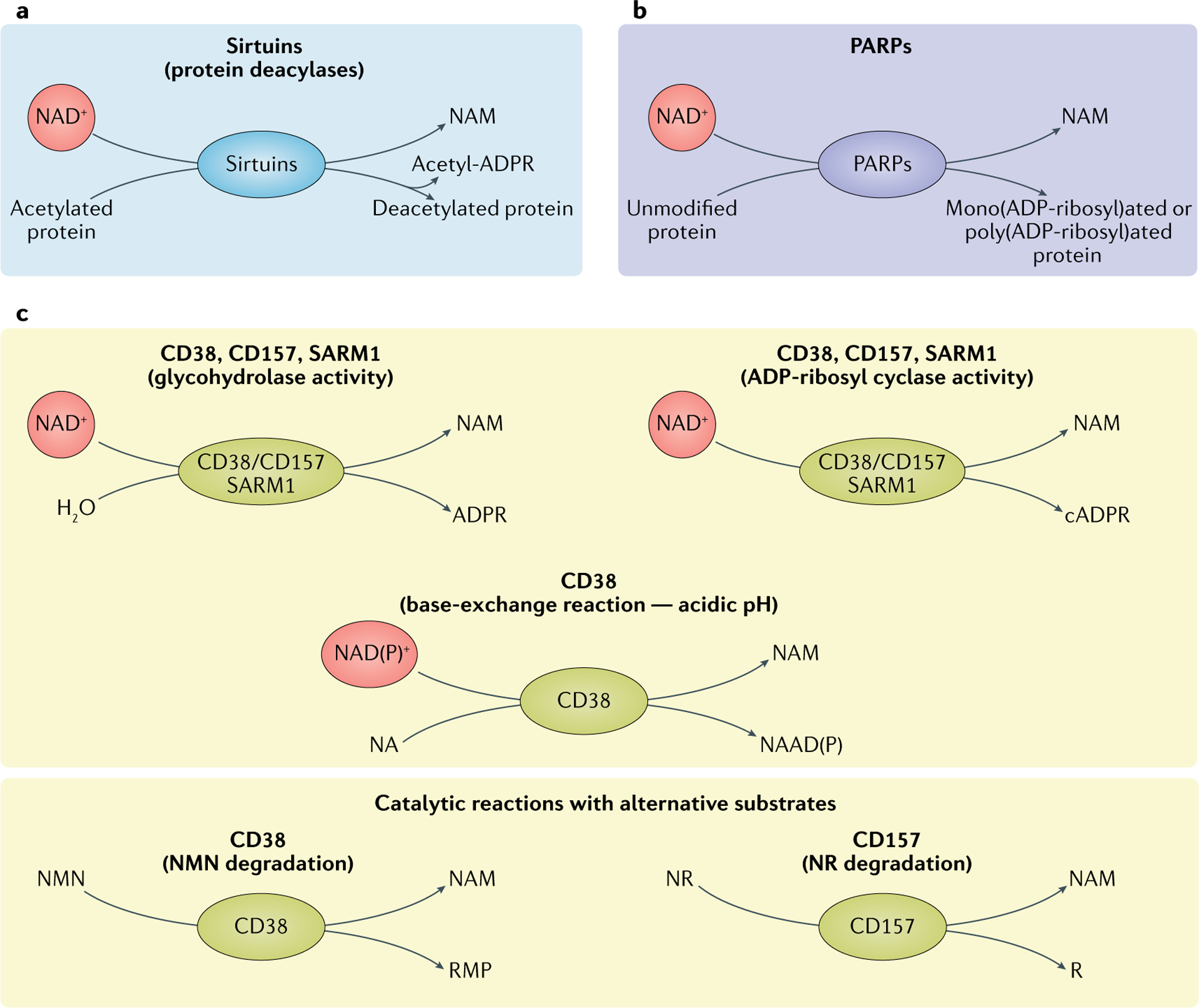 An external file that holds a picture, illustration, etc. Object name is nihms-1678290-f0002.jpg