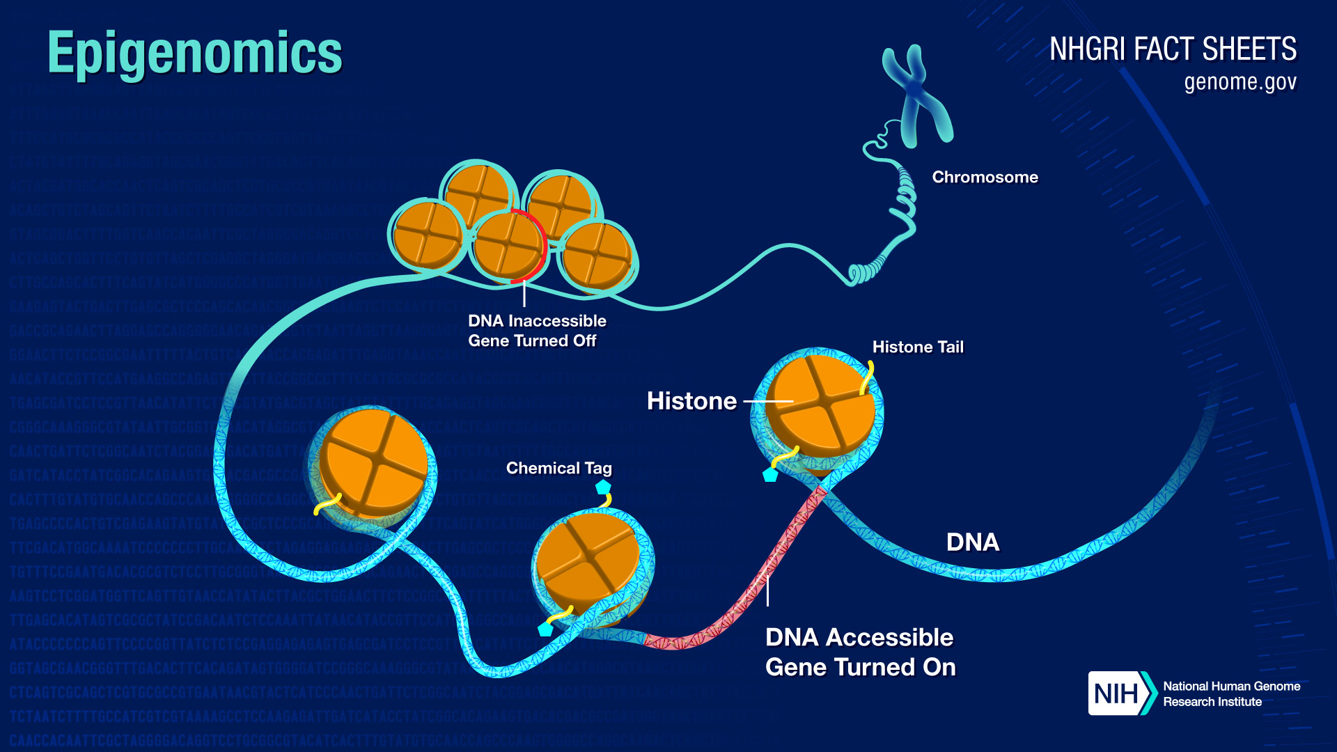 Epigenomics